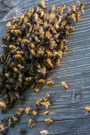 Close up of flying bees. Wooden beehive and bees. Plenty of bees at the entrance of old beehive in...