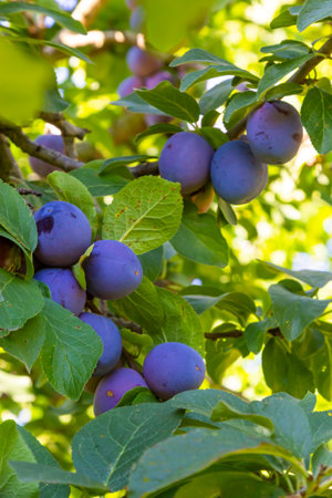 Branches on a Italian plum tree heavy with ripe fruit.の写真素材