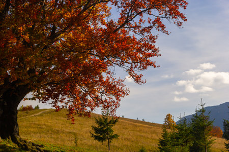 beautiful autumn countryside landscape in Carpathian Mountains, Ukraine.