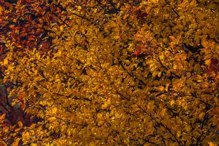 look up at colorful autumn colored tall tree crowns and blue sky background, orange beech and oak...