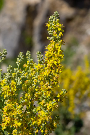 Mullein Verbascum in a natural environment of growth. Plant is highly valued in herbal medicine, it...