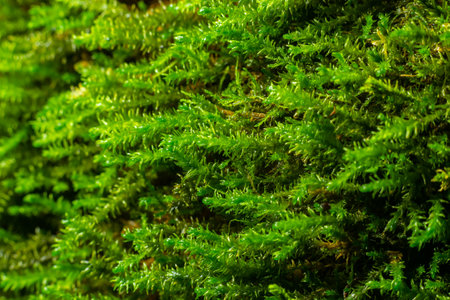 natural moss in nature. Green moss background texture.