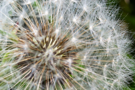 Dandelion abstract background. Beautiful white fluffy dandelions, dandelion seeds in sunlight. Blurred natural green spring background, macro, selective focus, close up.の写真素材