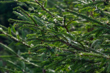 Soft focus and close up of the branches of a green spruce against the blurred background in the...