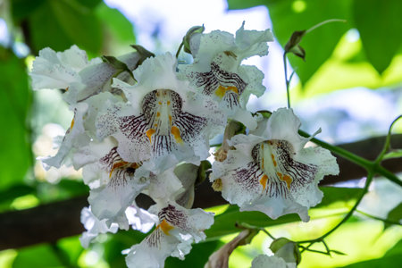 Catalpa bignonioides medium sized deciduous ornamental flowering tree, branches with groups of white cigartree flowers, buds and green leaves.の写真素材