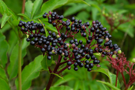 Sambucus ebulus is a poisonous perennial herb. It can also be used as a medicinal plant.