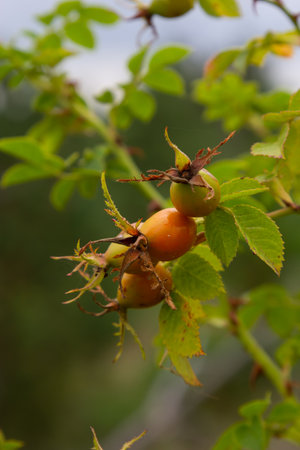 Rosa canina is a perennial plant of the rose family, a tall bush with arcuately hanging branches covered with strong hooked spines. Vitamin, medicinal, food, honey, ethereal, tannin-bearing, dyeing, decorative plant.の写真素材