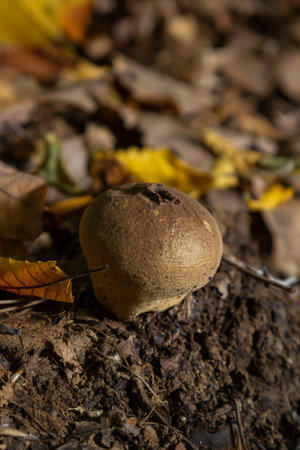 The Lycoperdon umbrinum is an edible puffball mushroom , stacked macro photo.