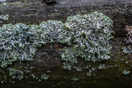 Hypogymnia physodes monk's-hood lichen lichen on tree branch in forest closeup selective focus.の写真素材