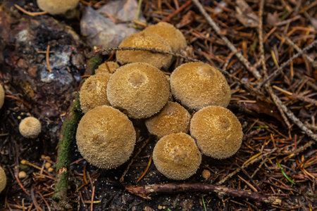 The Lycoperdon umbrinum is an edible puffball mushroom , stacked macro photo.