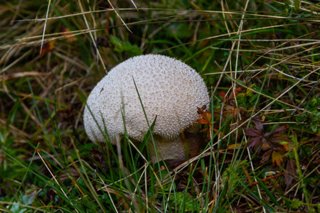 Puffball mushrooms on a stump - Lycoperdon umbrinum in a moss.