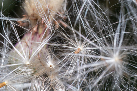 dandelion at sunset. Freedom to Wish. Dandelion silhouette fluffy flower on sunset sky. Seed macro...