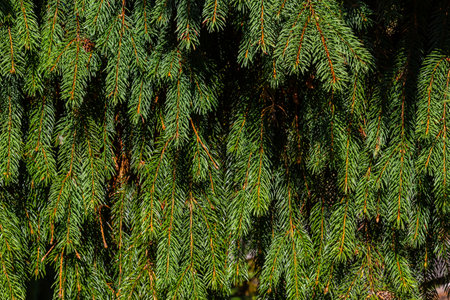Soft focus and close up of the branches of a green spruce against the blurred background in the...