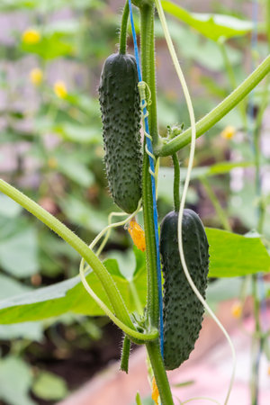 plant cucumber with yellow flowers. Juicy fresh cucumber close-up macro on a background of leaves.の写真素材