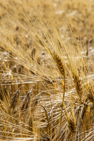 Fields of wheat at the end of summer fully ripe.の写真素材