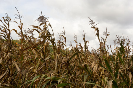 Autumn agricultural landscape. view of a ripe corn field with a dramatic cloudy sky. harvest time.の写真素材