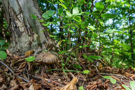 Leccinellum pseudoscabrum mushrooms in the summer. Mushrooms growing in the forest.の写真素材
