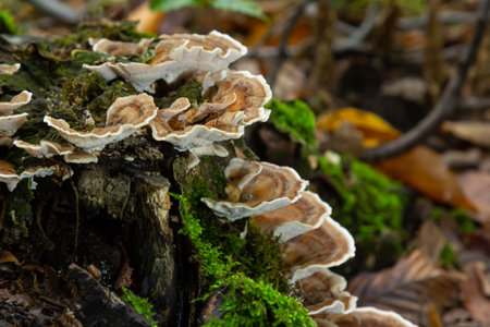 Gloeophyllum sepiarium mushroom on the tree into the forest. Rusty gilled polypore.の写真素材