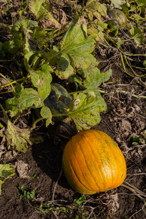 Buttercup squash - green sweet pumpkin in the garden, farm. Pumpkin plant the garden.
