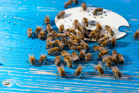 A lot of bees returning to bee hive and entering beehive with collected floral nectar and flower pollen. Swarm of bees collecting nectar from flowers. Healthy organic farm honey.の写真素材