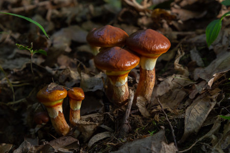 Mushroom season. autumn in the park. Slippery Jack edible cattails Suillus luteus.の写真素材