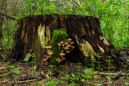 Mushrooms group Kuehneromyces mutabilis on a tree stump.の写真素材