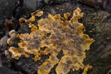 Shallow depth of field image showing some Hairy Curtain Crust Fungi. Botanical name Stereum...