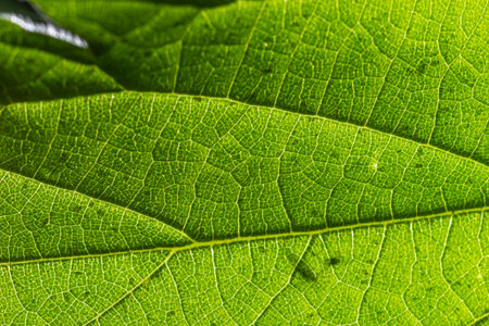 Abstract leaves green texture for background. Natural environment, ecological concept.