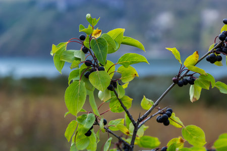 Branch of Common buckthorn Rhamnus cathartica tree in autumn. Beautiful bright view of black berries...