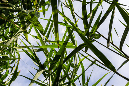 Typha latifolia broadleaf cattail, bulrush, common bulrush, common cattail, great reedmace, cooper's reed, cumbungi is perennial herbaceous plant in genus Typha.の写真素材