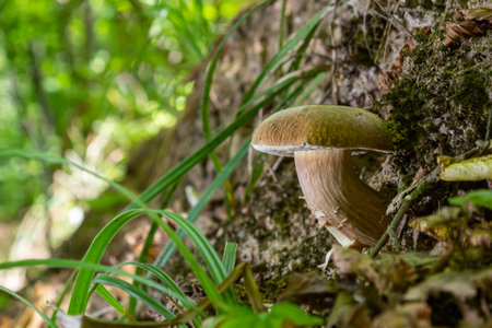 Boletus edulis or cep, edible wild mushroom in a forest.の写真素材