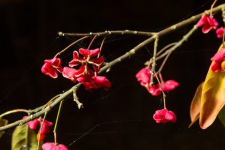 Euonymus europaeus european common spindle capsular ripening autumn fruits, red to purple or pink...