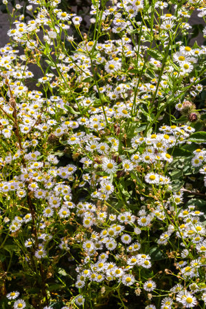 erigeron annuus in summer, annual fleabane, daisy fleabane.