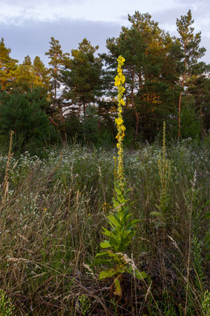 Verbascum speciosum yellow widflowers bees pollination. summer day.