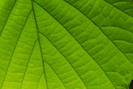 Abstract leaves green texture for background. Natural environment, ecological concept.