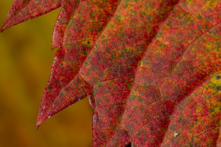 Macro photo of Autumn Foliage. Red Leaf texture close up. perfect for seasonal use.