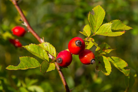 Rosehip berries on the twigs, natural autumn seasonal dark grunge background.の写真素材