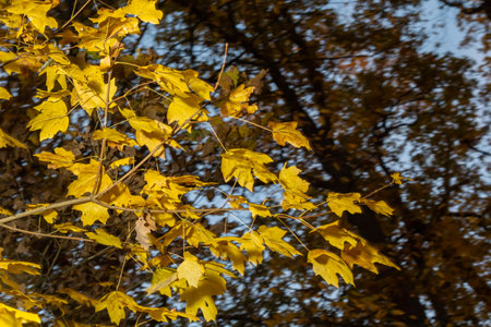 Autumn yellow maple leaf among green foliage. early autumn.