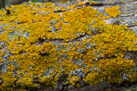 The bark of the tree, the texture of the wood, overgrown with moss. The bark of a thick deciduous...