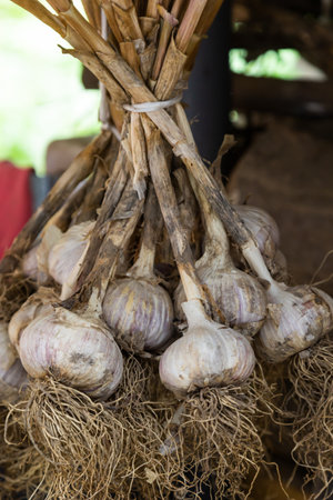 harvest. Bunches of garlic are dried in a barn in the village.