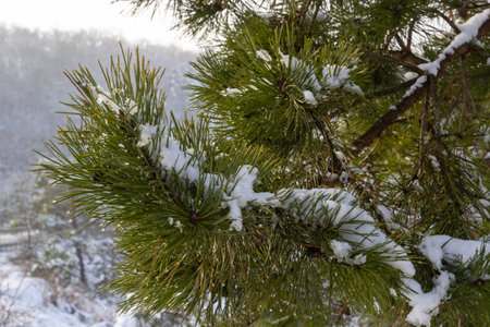 Pine in the snow. Pine branches in the snow. Snow-covered pine branches. Winter in the forest.