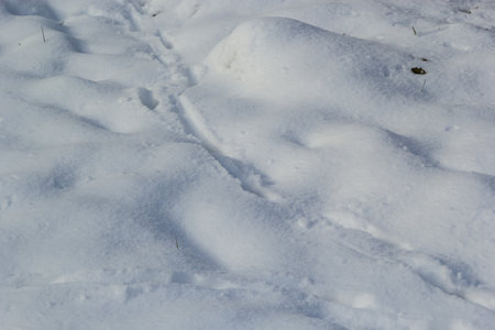 animal tracks in the snow, hare tracks in winter in the snow.の写真素材