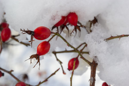 snowy red fruits of rose hips in winter under the snow on a sunny day.の写真素材