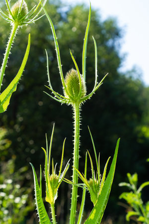 Flowers of wild teasel in autumn, also called Dipsacus fullonum or wilde karde, selected focus,...
