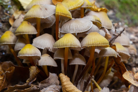 Clustered Bonnet Mycena inclinata growing on a mossy stump.