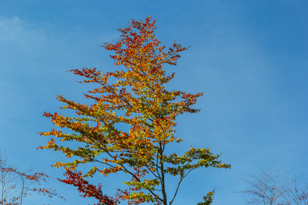 Yellow leaves on autumn trees against the blue sky.