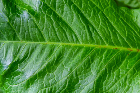 Abstract leaves green texture for background. Natural environment, ecological concept.