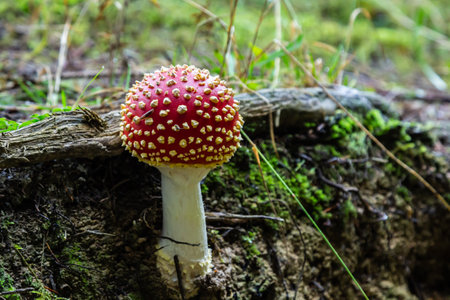 Close-up of a Amanita poisonous mushroom in nature. Fly amanita Amanita muscaria mushroom.の写真素材