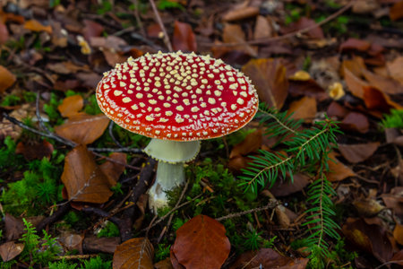Close-up of a Amanita poisonous mushroom in nature. Fly amanita Amanita muscaria mushroom.