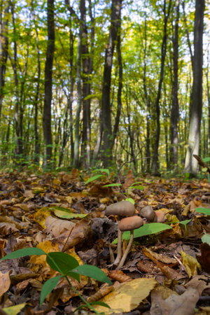 Close up of some psathyrellaceae or brittle stems a family of fungi on some green moss.の写真素材
